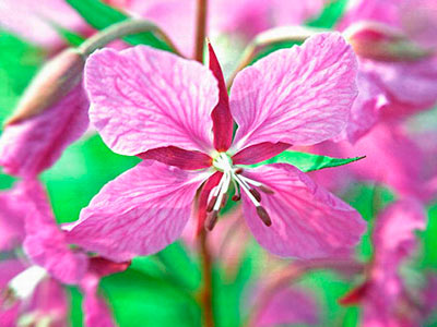 Flower of Ivan Chai plant